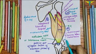 Triceps Brachii Muscle  Overview and Origin  Actions  Nerve supply  clinical testing [upl. by Aliek]