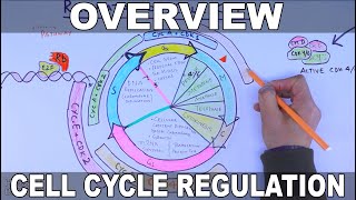 Cell Cycle Regulation  Basic Overview [upl. by Bixler]