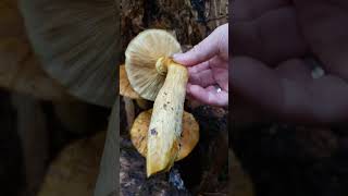 Harvesting Gymnopilus ventricosus inedible inactive but fun to pick mushrooms mycology fungi [upl. by Hanleigh691]