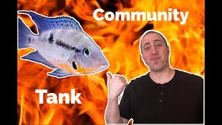 Firemouth Cichlid Community Tank [upl. by Sandler]