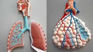 Respiratory Pathways and Their Anatomical Structures [upl. by Gittle]