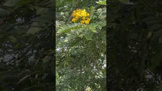 Senna spectabilis tree [upl. by Bindman987]