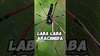 LABA LABA ARACHNIDA shorts shortvideo labalaba faktaunik [upl. by Airyt]