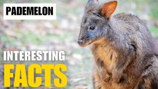 Exploring the Fascinating World of Pademelon  Interesting Facts  The Beast World [upl. by Kruter]