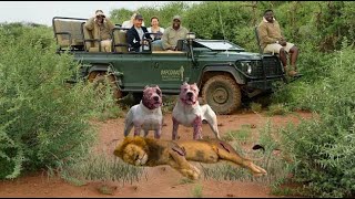 Dogo Argentino vs Lion Video  Lion vs Trained Dogo Argentino In a Real Fight  PITDOG [upl. by Veriee]