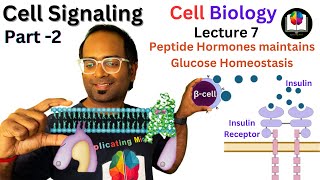 Cell Signaling Part 2  How Insulin amp Glucagon regulates Blood Glucose Level  Peptide Hormones [upl. by Neliak894]