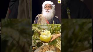 Benefits of chewing amla Sadhguru amla benefitsamlajuice shorts Sadhguru [upl. by Subir]