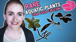 Unboxing Rare Aquatic Plants  Anubias Mosses Buce more [upl. by Aurelia704]