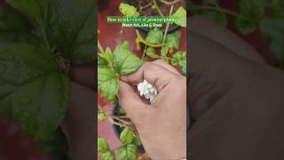 How to take care of Jasmine jasmineplantcare acidicsoil soiltips pottedplants [upl. by Irami32]