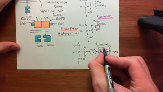 Type 1 Phosphoinositide 3Kinase Enzymes Part 6 [upl. by Zeeba]