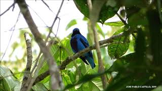 Lovely Cotinga Cotinga amabilis [upl. by Lawton]