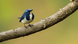 A bird that travels Whole of India Birding in the Himalayas of Uttarakhand [upl. by Hootman]