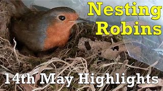 14th May Highlights  robin activity from the nest [upl. by Alrzc]