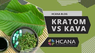 HCANA Blog Kratom Vs Kava [upl. by Hancock]