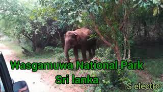 Wasgamuwa national park  Elephant attack  in Sri lanka 2019 [upl. by Haase]