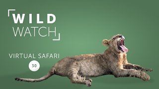 How many lions does it take to finish a buffalo  Virtual safari episode 30 [upl. by Sherrie]