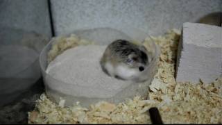 Roborovski hamsters playing with sand [upl. by Steward14]