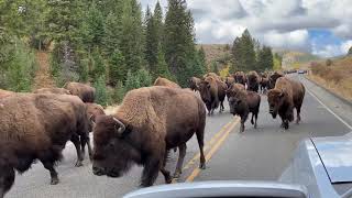 Buffalo Stampede in Yellowstone [upl. by Hameerak]