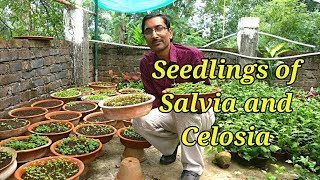 How to Grow Celosia and Salvia Flower Plants by Seeds [upl. by Alludba]