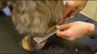 English Cocker Grooming Overview w Michell Evans [upl. by Iadrahc]