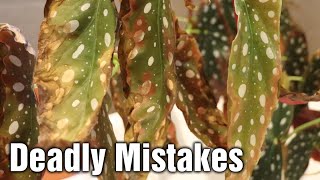 How to avoid Brown Leaves on Begonia Maculata Wightii [upl. by Ahsinotna]