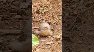 Yellow  Billed Babbler baby [upl. by Ashly785]