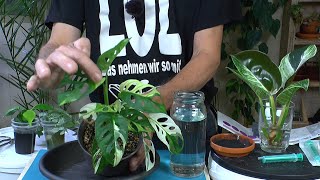 Vermehrung Monstera Adansonii albo Variegata Kopfsteckling und Seramis Dünger [upl. by Igic964]