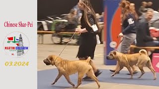 With our Chinese SharPei dogs at Martinidogshow Netherlands [upl. by Knowles]