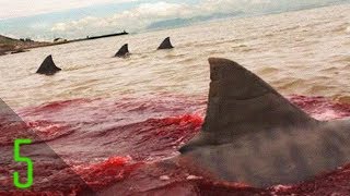 5 Unbelievable Shark Attacks That Actually Happened [upl. by Derry174]