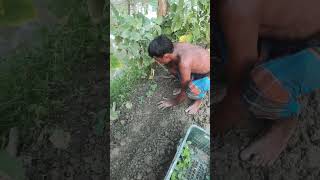 Planting saplings of Rahim Bhai [upl. by Karlotta]