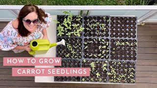 Growing Carrots In Brisbane  Autumn [upl. by Atinoj726]