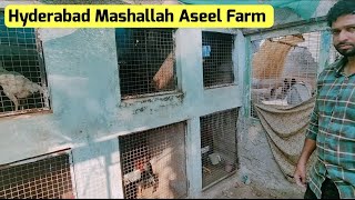 Hyderabad Mashallah Aseel Farm [upl. by Mabel]