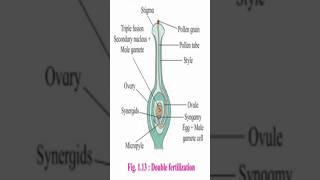 Development of Male amp female gametophytes amp Double FertilizationBiologycbse neet education bio [upl. by Asit140]