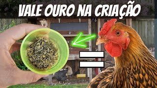 MARAVILHOSO ESSA PLANTA VALE OURO PARA COMBATER DOENÇAS NA CRIAÇÃO COMBATA O ESTRESSE DAS AVES [upl. by Orson]