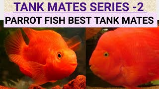 PARROT FISH BEST TANK MATES  TANK MATES SERIES 2  TANKMATESparrot PARROTFISH Rishavfishkeeping [upl. by Adnohsak]