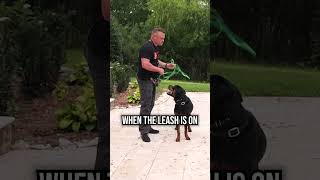 The ECOLLAR is the KEY to Reliable OffLeash Training [upl. by Eaver351]