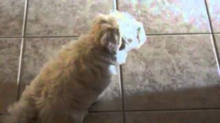 Maltipoo Puppy BARKING [upl. by Melvyn]