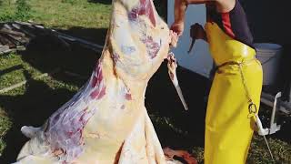 Worlds fastest butcher skinning a COW and CUTTING skills [upl. by Anelej]