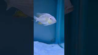 Heckelli cichlid🐠 heckellifish cichlids fish fishtank aquarium beautifulfish ytshorts cute [upl. by Yelroc]