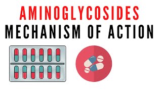 Aminoglycosides  Mechanism of action and classification [upl. by Yul]