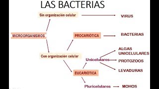 INTRODUCCIÓN A LA MICROBIOLOGÍA  Las bacterias [upl. by Friederike]