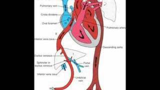 Fetal Circulation and Babys First Breath [upl. by Leahcimnoj]