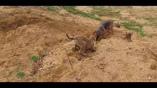 Malinois VS Berger Allemand [upl. by Weiler]