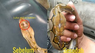 Mengobati Kepala Ular Phyton Reticulatus Yg Luka karna Bakteri [upl. by Lema]