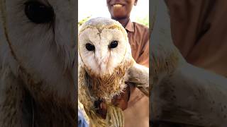 Bran owl 🦉 owl shorts viral [upl. by Yrrat]