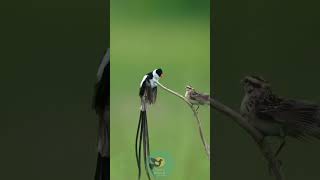 The Mesmerizing Dance of the PinTailed Whydah shorts Fancybirdsandchicken [upl. by Novyak169]