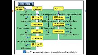 Adrenocortical insufficiency Prof Hend Mehawed [upl. by Rydder467]