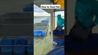 How farmed fish are fed 🐟🐟 [upl. by Ilujna]