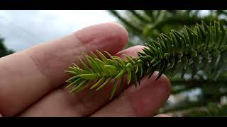 AraucáriadoChileAraucaria angustifolia [upl. by Caton679]