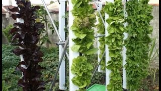 Vertical Grow Tubes amp Aquaponic Lettuce [upl. by Iroj]